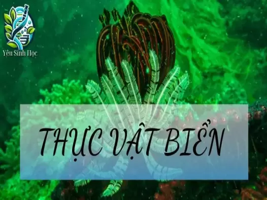 Thực vật biển là gì? Đặc điểm cấu tạo và vai trò của thực vật biển