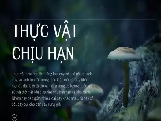 Thực vật chịu hạn là gì? Đặc điểm, cấu tạo và vai trò trong hệ sinh thái