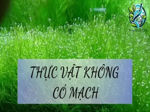 Thực vật không có mạch là gì? Cấu tạo và chức năng của chúng