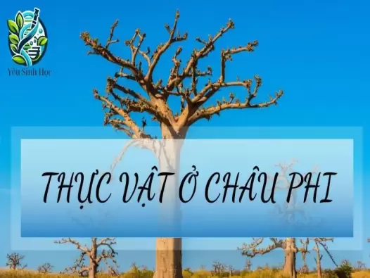 Thực vật ở Châu Phi - Đặc điểm và vai trò trong hệ sinh thái trái đất