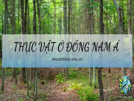 Thực vật chủ yếu ở Đông Nam Á