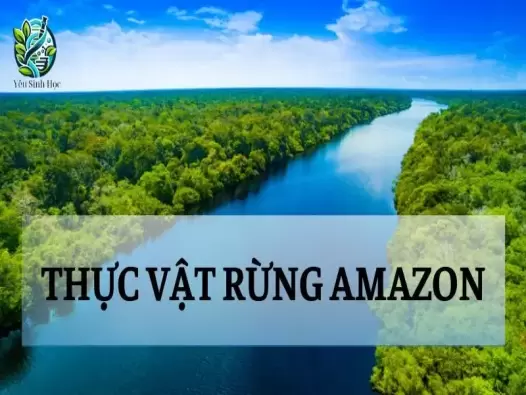 Thực vật rừng amazon - Đặc điểm và vai trò trong hệ sinh thái