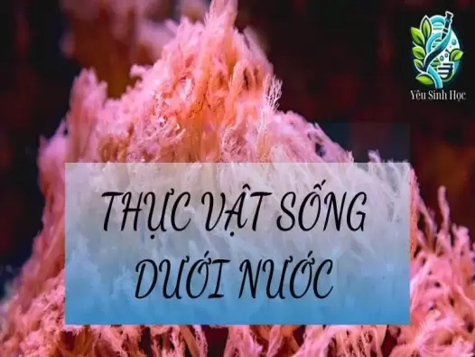 Thực vật sống dưới nước là gì? Cấu trúc và vai trò của thực vật sống dưới nước 