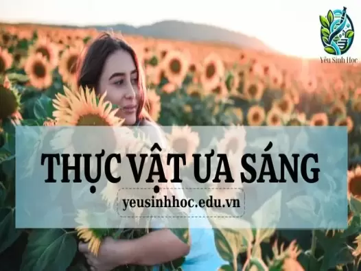 Thực vật ưa sáng là gì? Đặc điểm chung của chúng trong hệ sinh thái