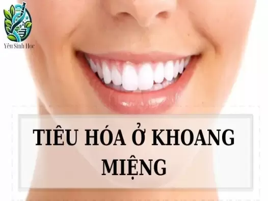 Tiêu hoá ở khoang miệng diễn ra như thế nào?