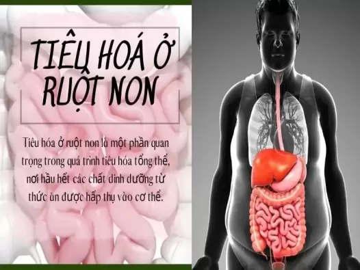 Tiêu hoá ở ruột non diễn ra như thế nào?