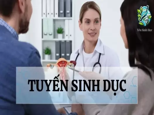 Tuyến sinh dục - Khái niệm, cấu tạo và chức năng trong cơ thể