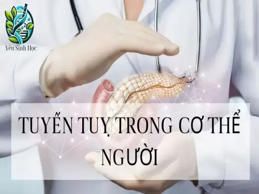 Tuyến tụy - Khái niệm, cấu trúc và chức năng đối với cơ thể người