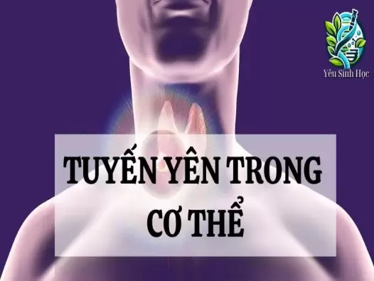 Tuyến yên là gì? Cấu tạo và chức năng trong cơ thể người