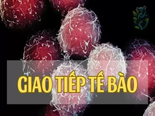 Giao tiếp tế bào là gì? Vai trò và tầm quan trọng của giao tiếp tế bào