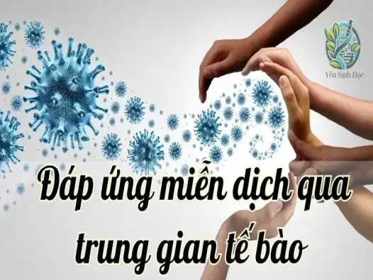 Đáp ứng miễn dịch qua trung gian tế bào là gì?