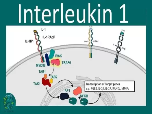 Tìm hiểu Interleukin-1 là gì? Vai trò quan trọng trong cơ thể