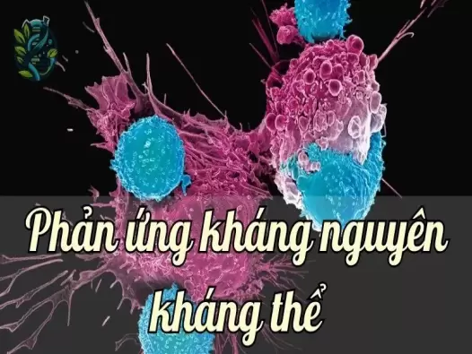 Giải mã cơ chế hoạt động của phản ứng kháng nguyên - kháng thể