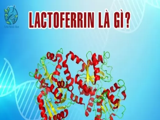 Lactoferrin là gì? Khái niệm, cấu tạo và chức năng của Lactoferrin 