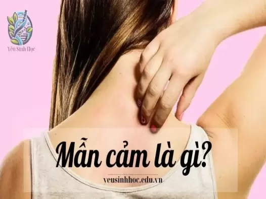 Mẫn cảm là gì? Tìm hiểu về khái niệm và vai trò của mẫn cảm