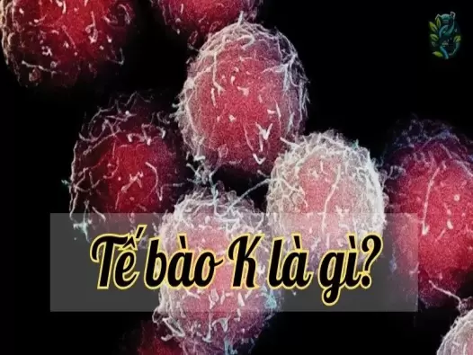 Tế bào K là gì? Khái niệm và vai trò trong y học