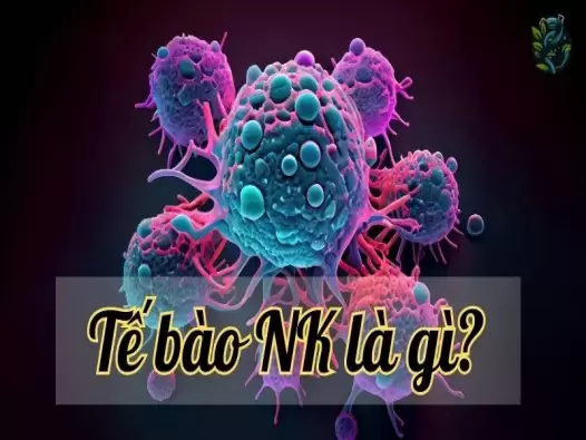 Tế bào NK - "Vệ sĩ" đắc lực chống lại virus, vi khuẩn và ung thư