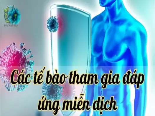 Cùng tìm hiểu về các tế bào tham gia đáp ứng miễn dịch