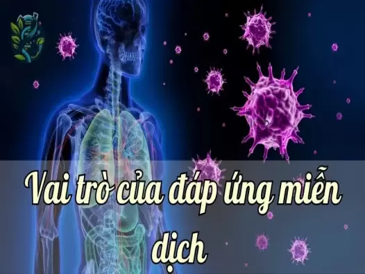 Tìm hiểu về vai trò của đáp ứng miễn dịch 