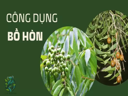 Bồ hòn là gì? Khám phá công dụng và cách sử dụng hiệu quả