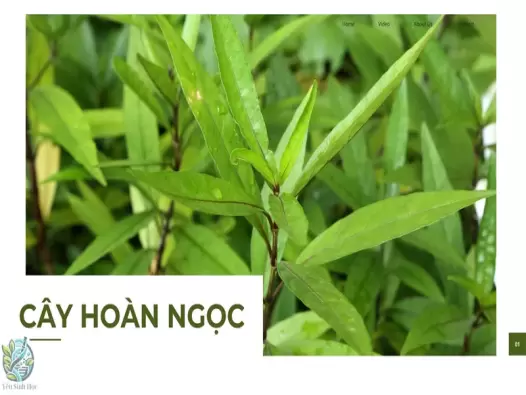 Cây hoàn ngọc có tác dụng gì? Hướng dẫn sử dụng cây hoàn ngọc đúng cách