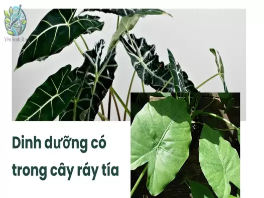 Cách sử dụng cây ráy tía để điều trị viêm khớp hiệu quả