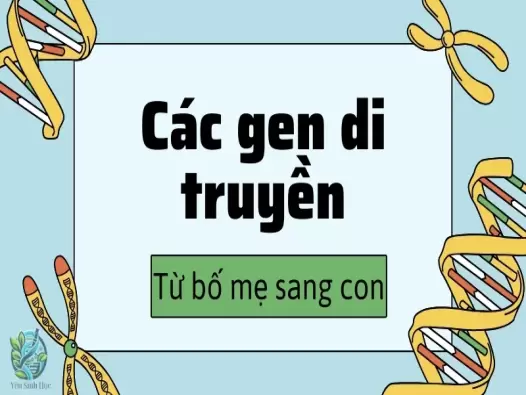 Các gen di truyền từ bố mẹ sang con - Quá trình di truyền như thế nào?