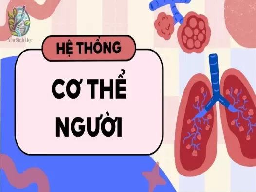 Hệ thống cơ thể người gồm những gì? Cấu tạo và chức năng chi tiết