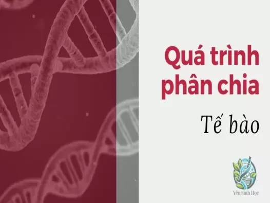 Tìm hiểu quá trình phân chia tế bào: Nguyên phân và giảm phân