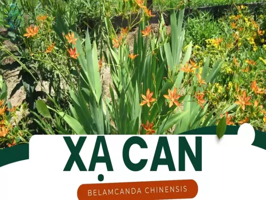 Xạ can - Thảo dược quý giúp hỗ trợ điều trị viêm họng và mất ngủ