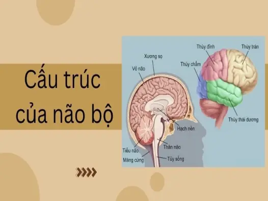 Hệ thần kinh và não bộ - Chìa khóa mở ra trí tuệ con người