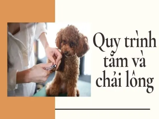 Cách nuôi chó Poodle để lông mềm xoăn như công chúa