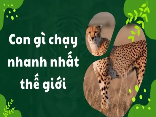 Con gì chạy nhanh nhất thế giới và bí mật đằng sau