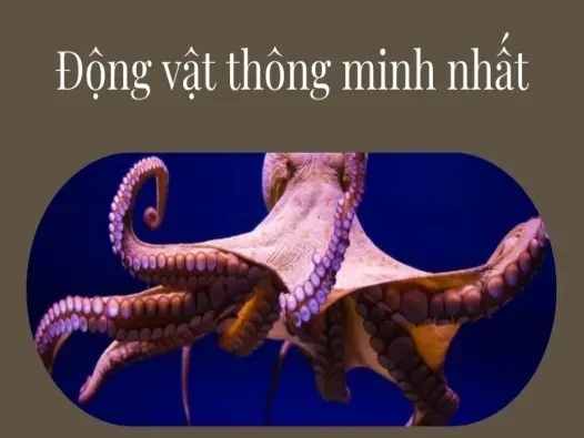 Sự thật ít người biết về động vật thông minh nhất
