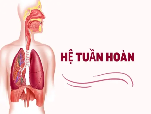 Hệ tuần hoàn quan trọng- Bí quyết giữ trái tim luôn khỏe mạnh