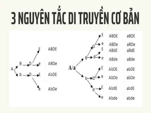 Khám phá quy luật Mendel – Nền tảng vàng của di truyền học