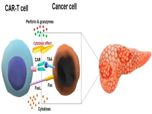 Tế bào CAR-T - Cận cảnh "vũ khí" tiêu diệt ung thư