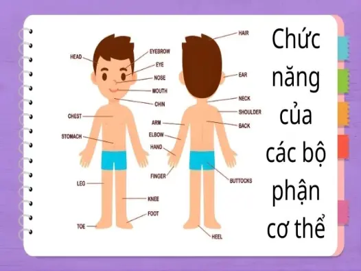 Bí mật lạ về chức năng của các bộ phận cơ thể bạn nên biết