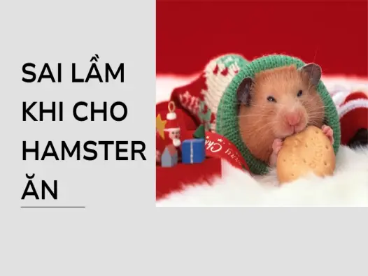 Chế độ dinh dưỡng và thức ăn hamster giúp thú cưng khỏe mạnh