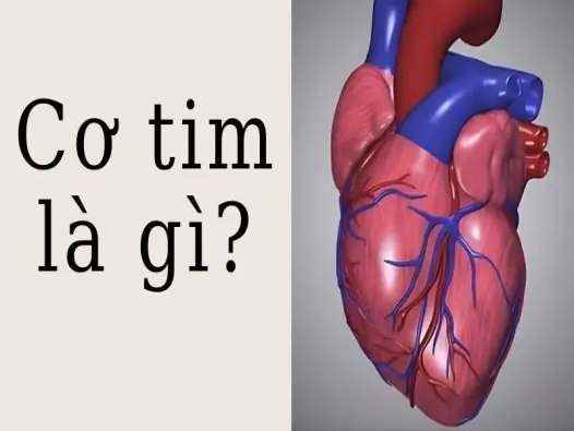 Cơ tim là gì? Kiến thức cơ bản giúp bảo vệ trái tim bạn
