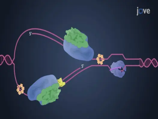 Cơ chế nhân đôi ADN là gì? Bộ sưu tập hình ảnh minh họa