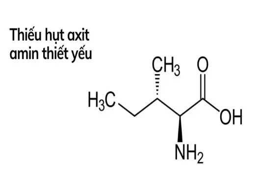Trải nghiệm các loại axit amin giúp cơ thể hồi phục thần tốc