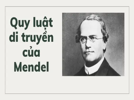 Các quy luật di truyền của Mendel cho người mới học