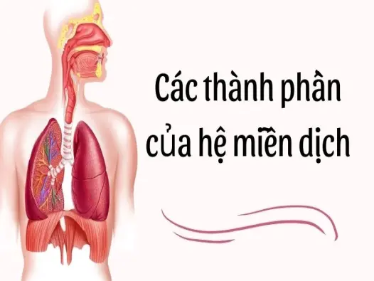 Các thành phần của hệ miễn dịch chi phối sức đề kháng bạn