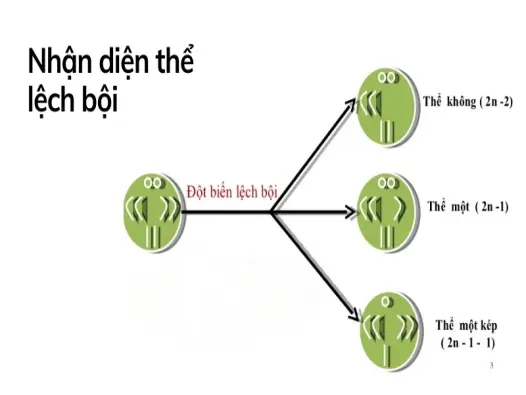 Thể lệch bội là gì- Bí mật di truyền và những hệ lụy đáng sợ
