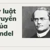 Các quy luật di truyền của Mendel cho người mới học