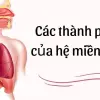 Các thành phần của hệ miễn dịch chi phối sức đề kháng bạn