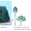 Ánh sáng và đời sống thực vật: Mối quan hệ thiết yếu
