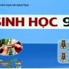 Bản chất hóa học và chức năng của gen