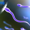 Bao nhiêu tuổi có tinh trùng? Yếu tố ảnh hưởng và giai đoạn phát triển